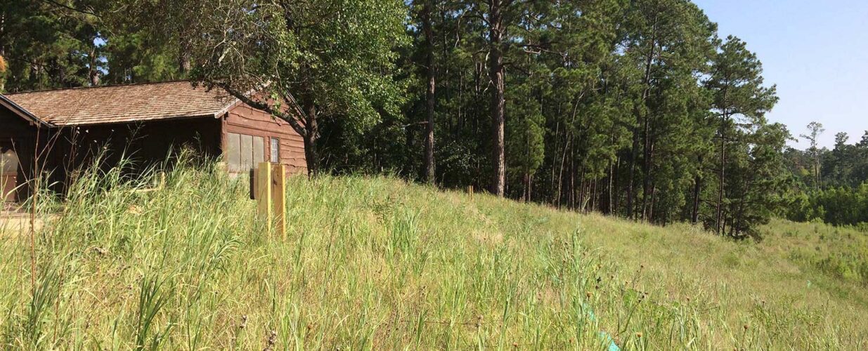 Cabin and treeline meet a field in Bastrop State Park